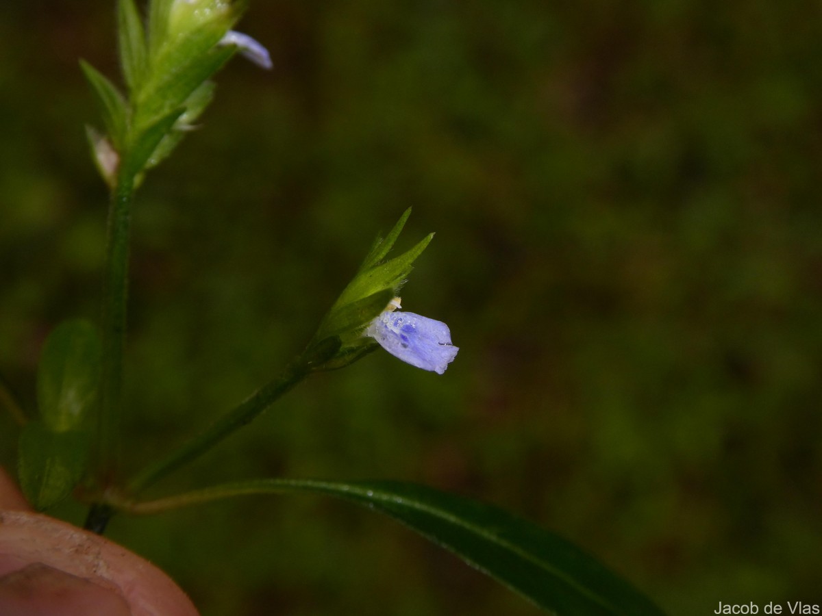 Rungia pectinata (L.) Nees